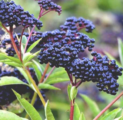Organic Maqui Berry Freeze Dried Powder
