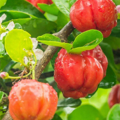 Organic Acerola Frozen Pulp - Universal Taste