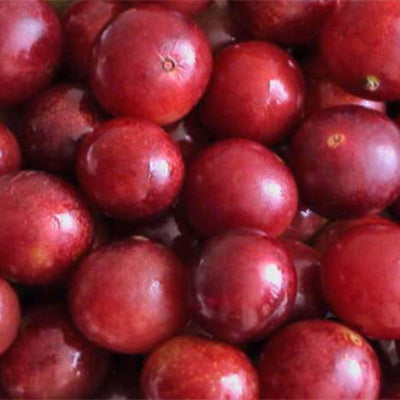 Organic Camu-camu Frozen Pulp - Universal Taste